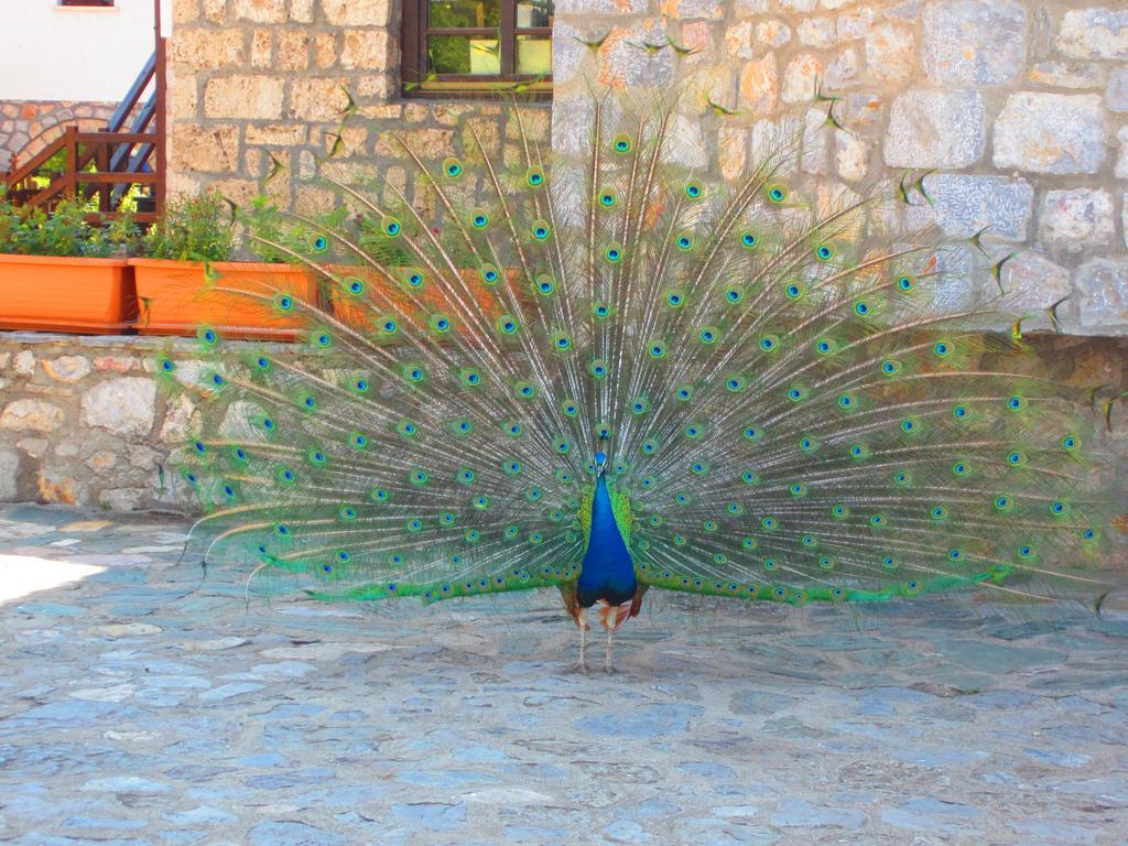 Hotel St. Naum Ljubaništa Εξωτερικό φωτογραφία